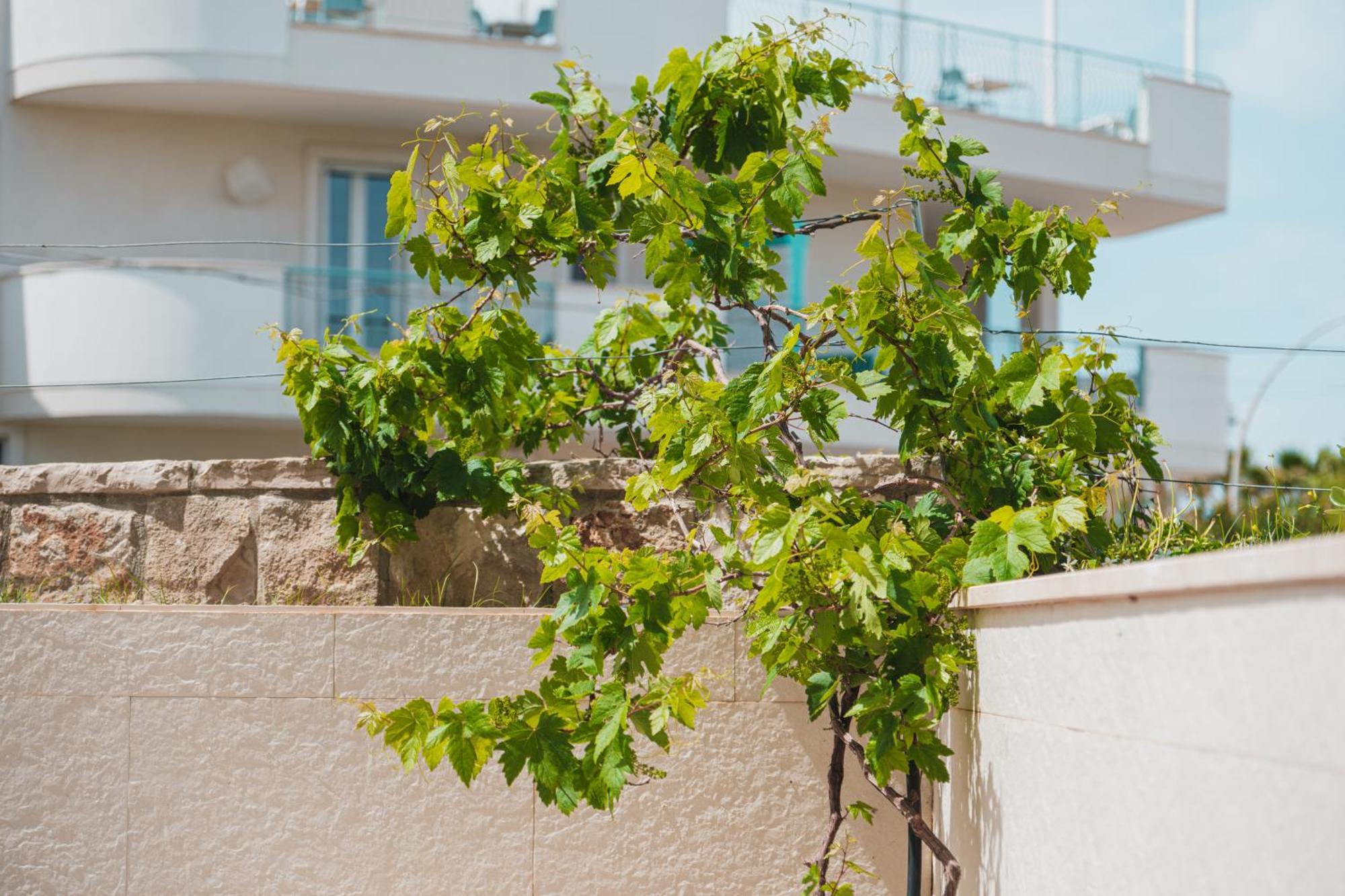 La Casa Di Dodo Appartement Polignano a Mare Buitenkant foto